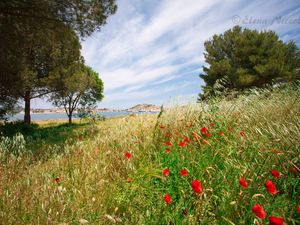 22311455-Ferienwohnung-6-Portoferraio-300x225-3