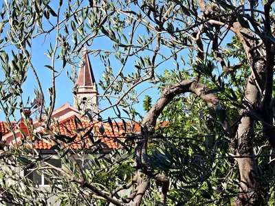 Ferienwohnung für 4 Personen (45 m²) in Postira 5/10