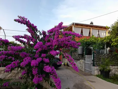 Ferienwohnung für 4 Personen (72 m²) in Povljana 1/10