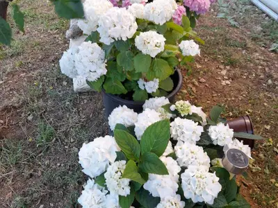 Ferienwohnung für 4 Personen (72 m²) in Povljana 4/10