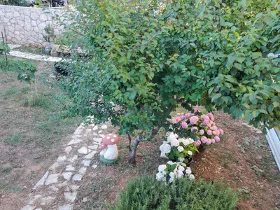 Ferienwohnung für 4 Personen (72 m²) in Povljana 6/10