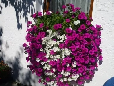 Ferienwohnung für 4 Personen (60 m²) in Prackenbach 8/10