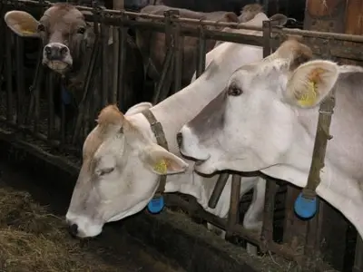 Ferienwohnung für 4 Personen (30 m²) in Prem 10/10