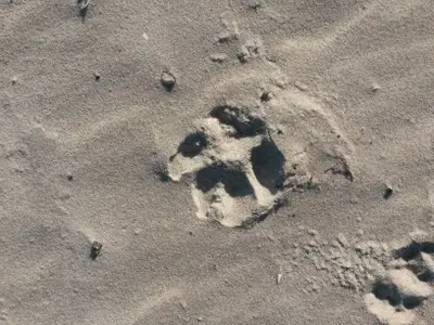 Ferienwohnung für 2 Personen (25 m²) in Prerow 10/10