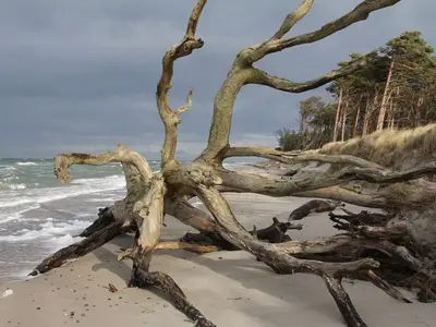 Ferienwohnung für 2 Personen (35 m²) in Prerow 8/10