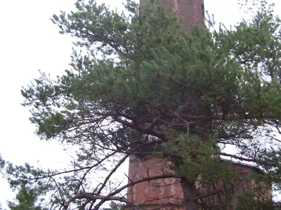 Ferienwohnung für 2 Personen (40 m²) in Prerow 1/10