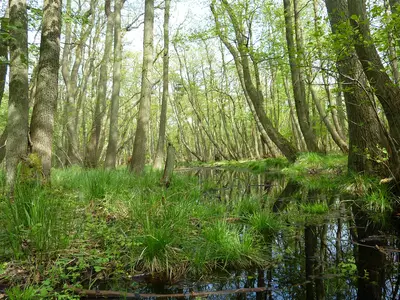Ferienwohnung für 2 Personen (30 m²) in Prerow 8/10