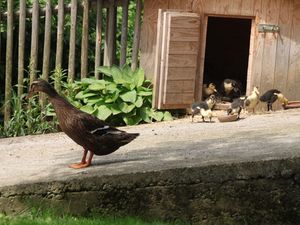 23438121-Ferienwohnung-6-Prien Am Chiemsee-300x225-1