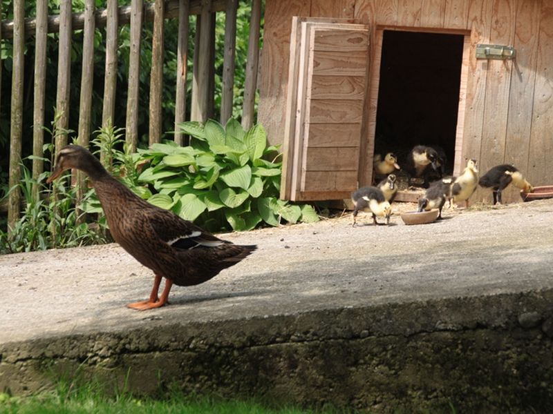 23438121-Ferienwohnung-6-Prien Am Chiemsee-800x600-1