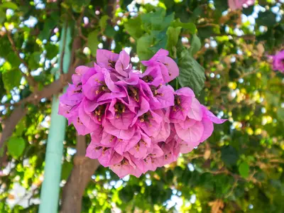 Ferienwohnung für 4 Personen (90 m²) in Primošten 2/10