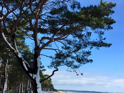 Ferienwohnung für 4 Personen (68 m²) in Binz (Ostseebad) 2/10