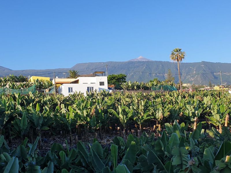 22447013-Ferienwohnung-3-Puerto de la Cruz-800x600-1