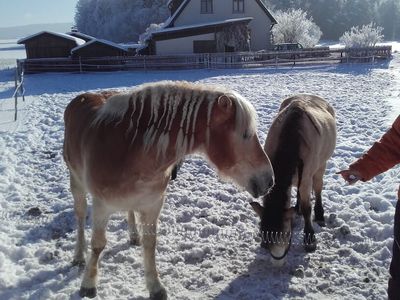 Ferienhof im Winter