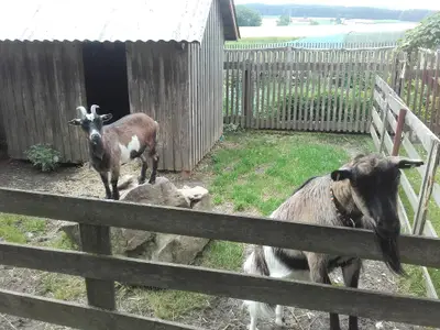 Unsere 2 Ziegen