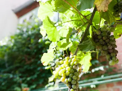 Ferienwohnung für 4 Personen (42 m²) in Quedlinburg 8/10