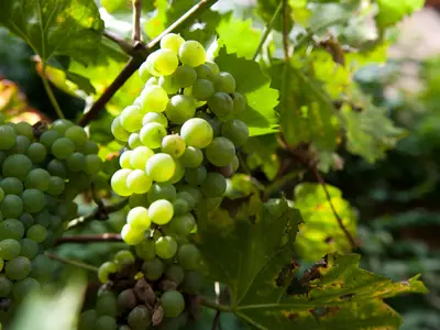 Ferienwohnung für 5 Personen (72 m²) in Quedlinburg 2/10