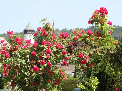 Ferienwohnung für 4 Personen (70 m²) in Radolfzell am Bodensee 10/10