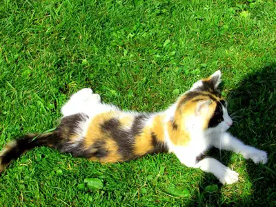 Katze Minki