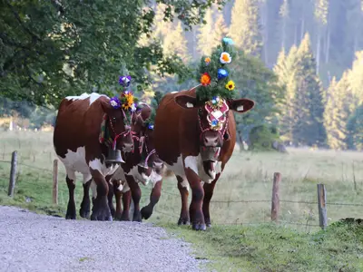 Almabtrieb
