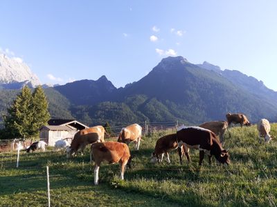 Kälber im Sonnenuntergang