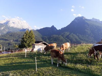 Kälber im Sonnenuntergang