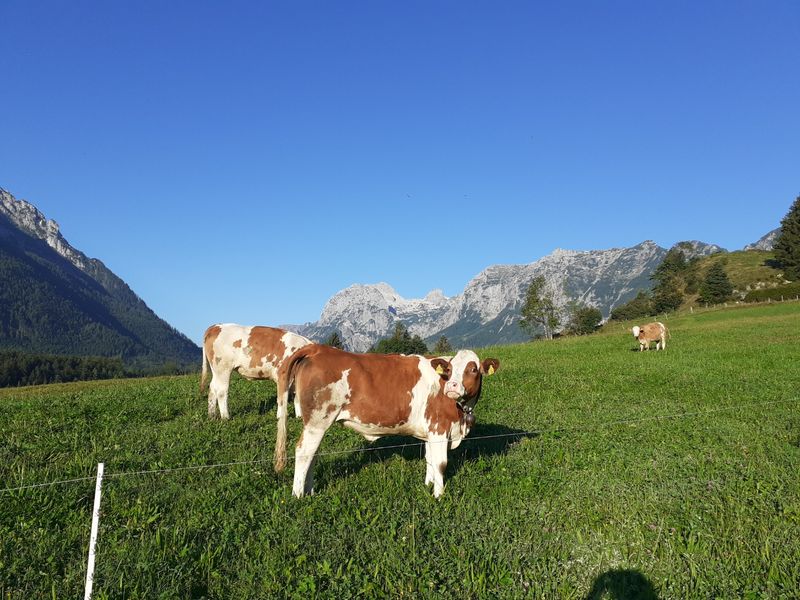 24012680-Ferienwohnung-2-Ramsau-800x600-1