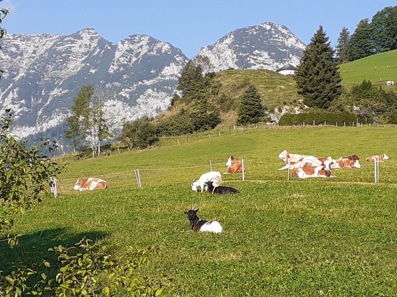 24012679-Ferienwohnung-2-Ramsau-800x600-2