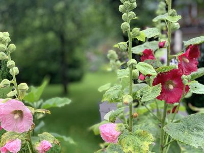 Blumengarten Ferienwohnungen Jagerer