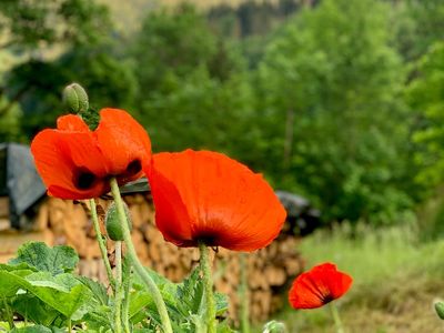 Blumengarten mit Watzmannblick Ferienwohnungen Jagerer