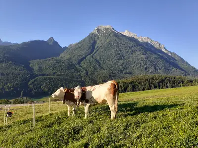 Ferienwohnung für 2 Personen (38 m²) in Ramsau 5/10