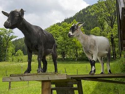 Ziegen Heidi und Schnucki