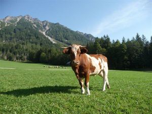 22359779-Ferienwohnung-2-Ramsau am Dachstein-300x225-2