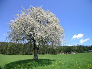 22360903-Ferienwohnung-6-Ramsau am Dachstein-300x225-3