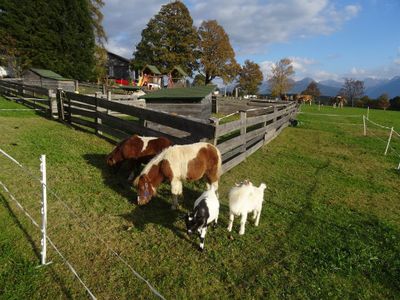 Unsere Ponys Timmy und Charly