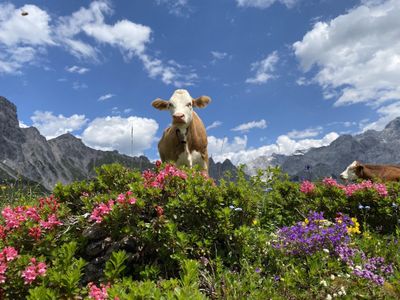 Bergurlaub - wie im Bilderbuch!