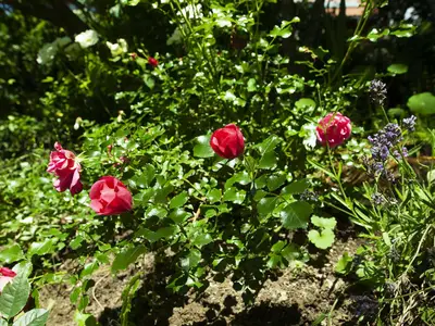 Rosengarten