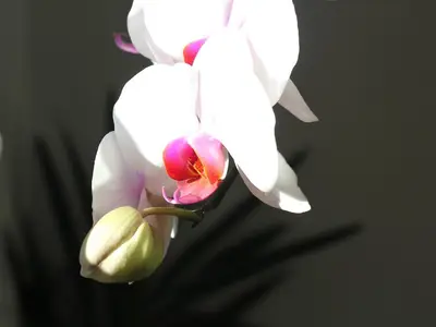 Orchidee