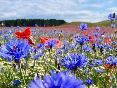 Ferienwohnung für 4 Personen (50 m²) in Rappin 1/10