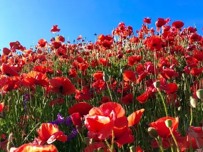 Ferienwohnung für 4 Personen (50 m²) in Rappin 1/10