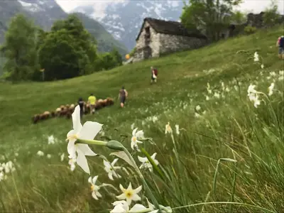 Das klein Monti Dorf 