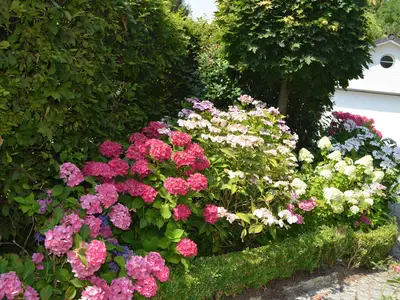 Vorgarten im August