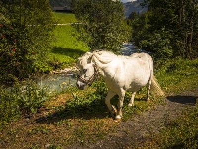 Pony Voglbach