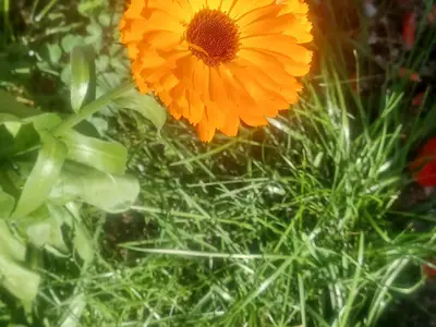Blumen