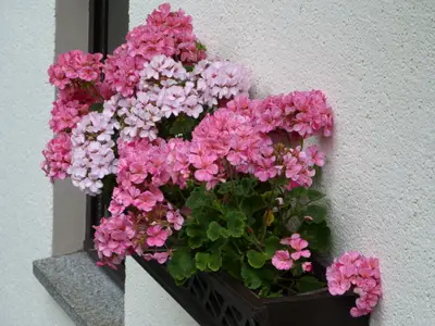 Ferienwohnung für 4 Personen (40 m²) in Rechenberg-Bienenmühle 6/10