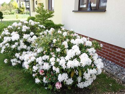 Ferienwohnung für 4 Personen (65 m²) in Rechlin 4/10