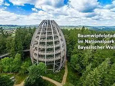 Baumwipfel