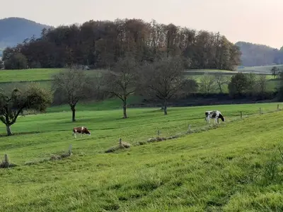 Ferienwohnung für 3 Personen (55 m²) in Reichelsheim (Odenwald) 8/10 Ferienwohnung für 3 Personen (55 m²) in Reichelsheim (Odenwald) 8/10