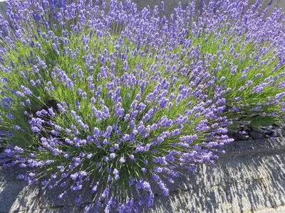 Ferienwohnung für 4 Personen (40 m²) in Reifferscheid 9/10