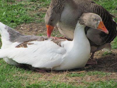 Hildegard und Edeltraud