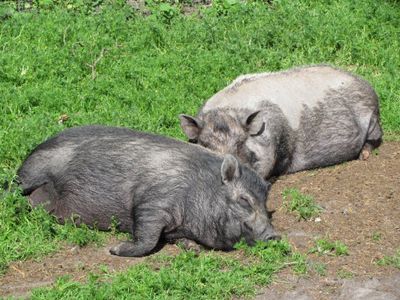 Sonnenanbeter Liese und Lotte